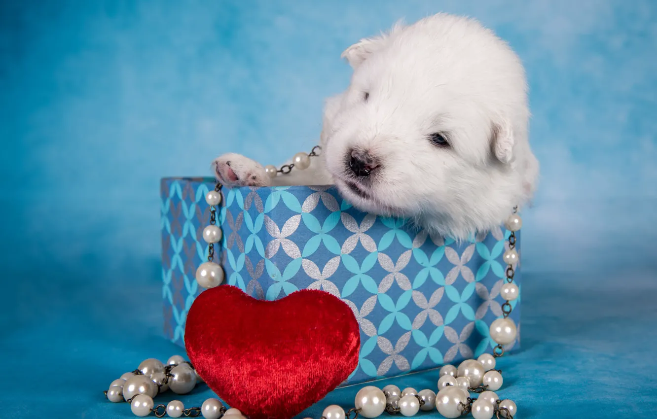 Photo wallpaper white, box, toy, heart, dog, baby, muzzle, puppy