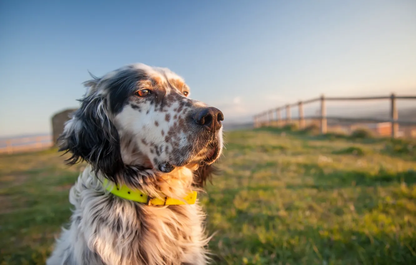 Photo wallpaper look, each, dog