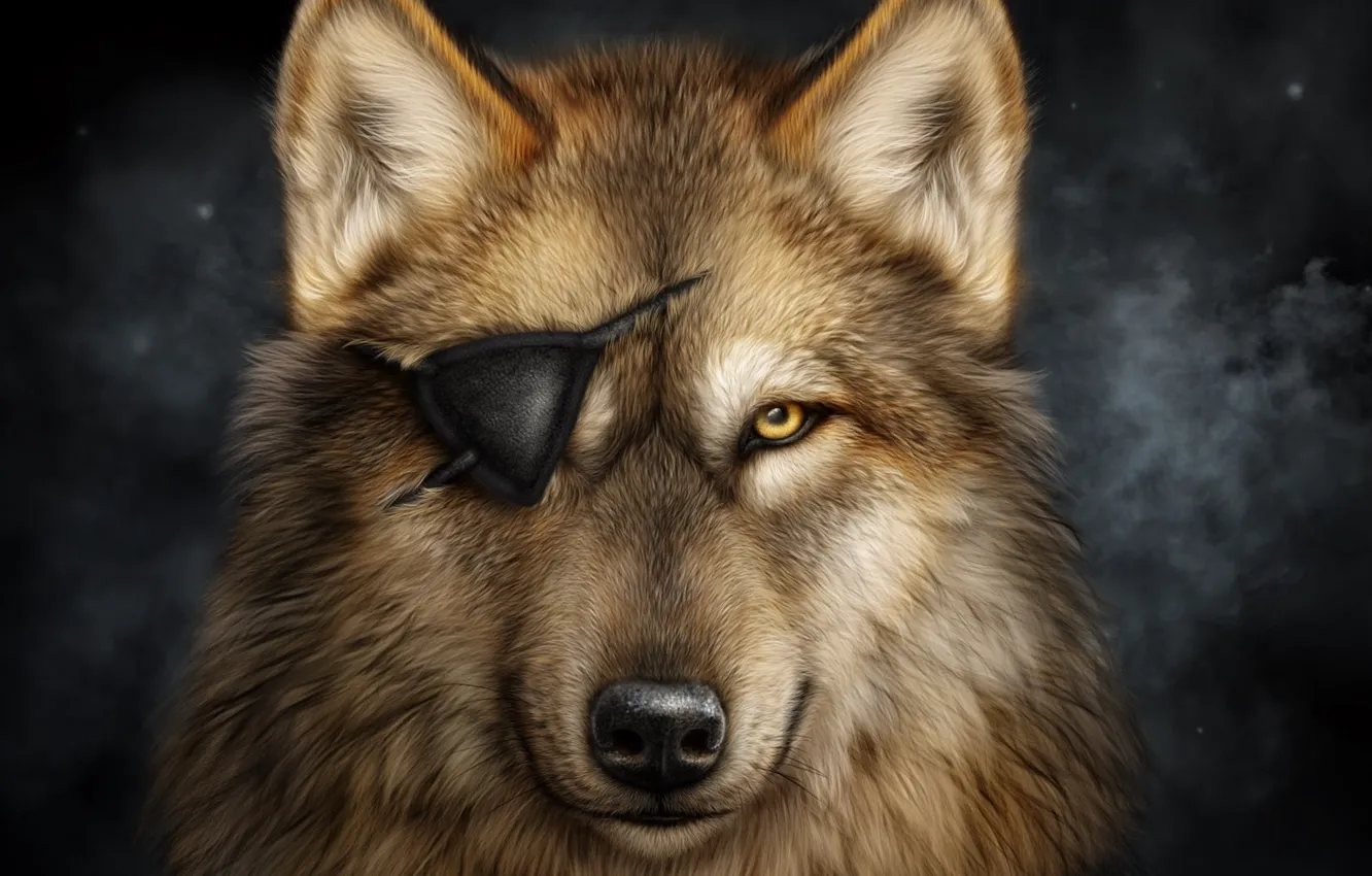 Photo wallpaper look, wolf, portrait, predator, headband, one-eyed