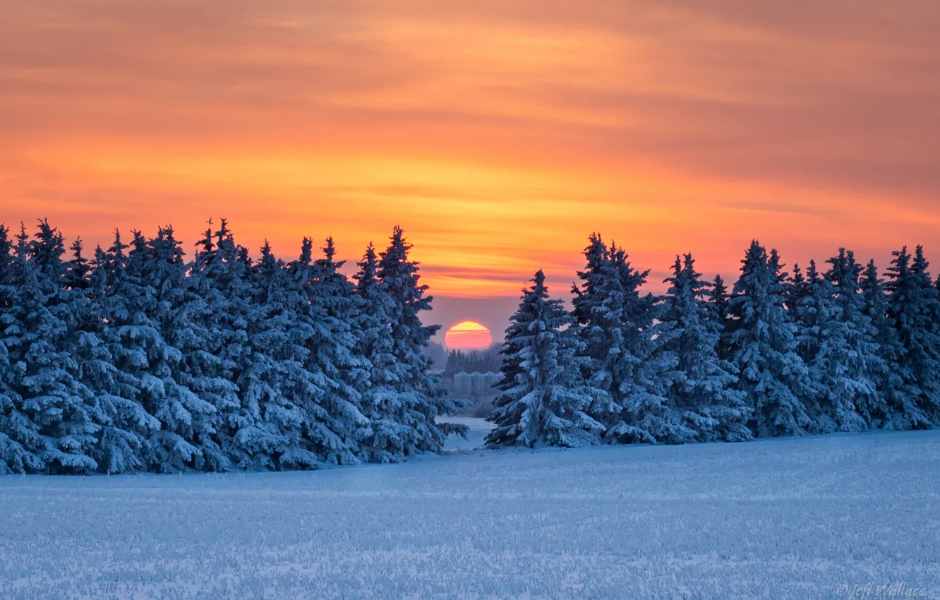 Photo wallpaper winter, forest, snow, sunset