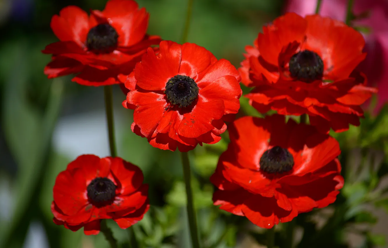 Photo wallpaper macro, red, anemones, anemone