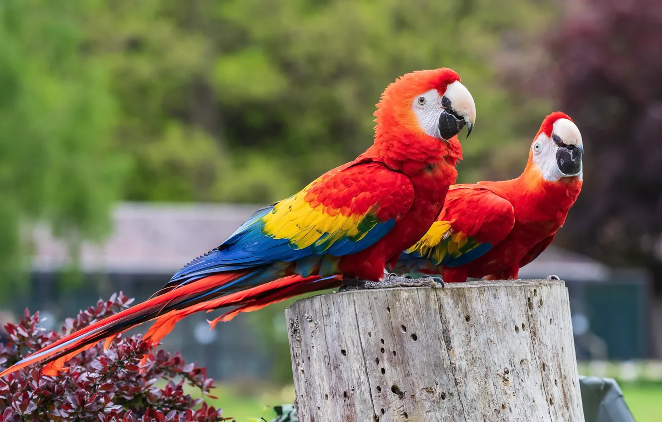 Photo wallpaper birds, Ara, parrots