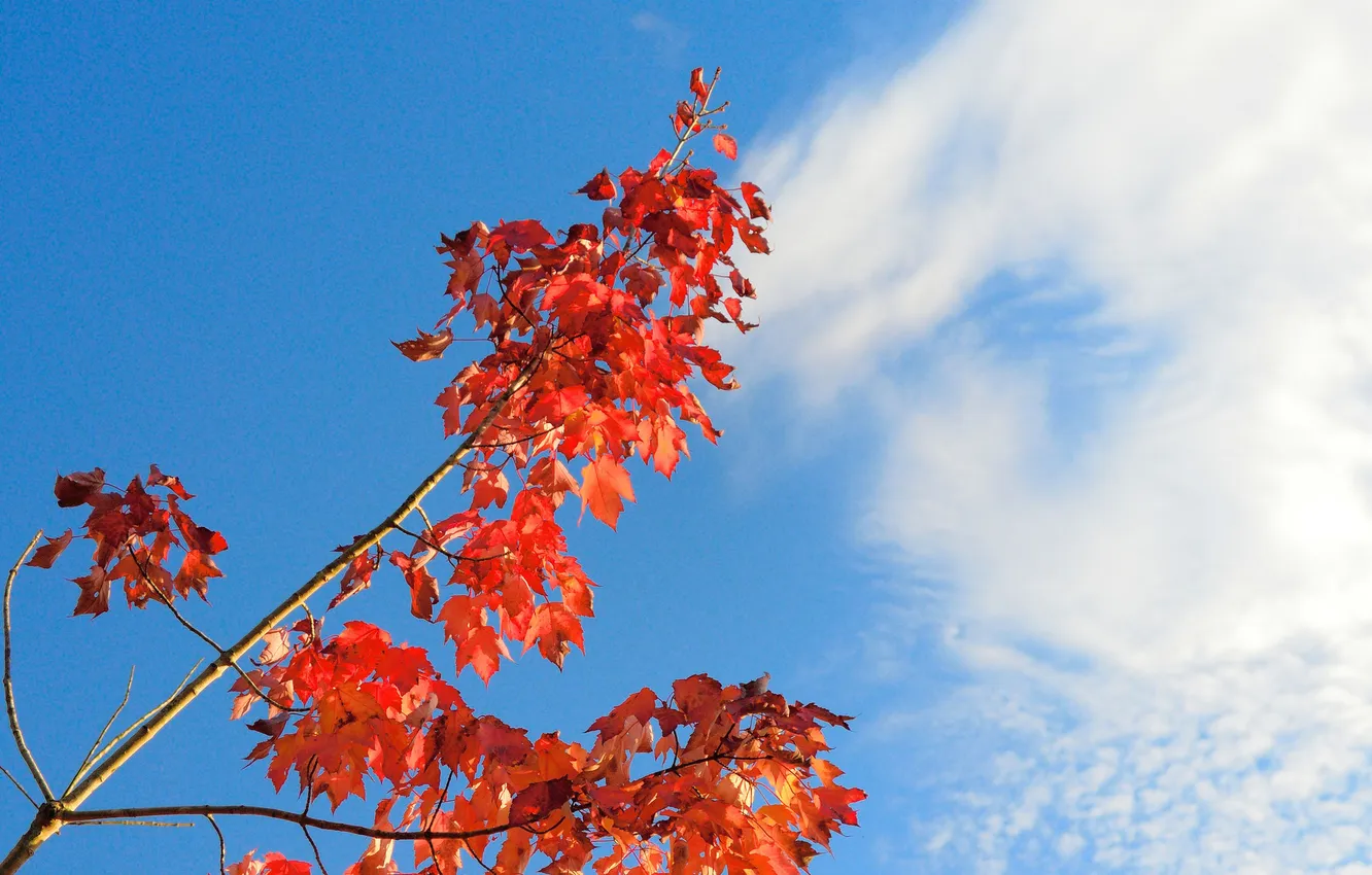 Photo wallpaper autumn, the sky, leaves, clouds, branches