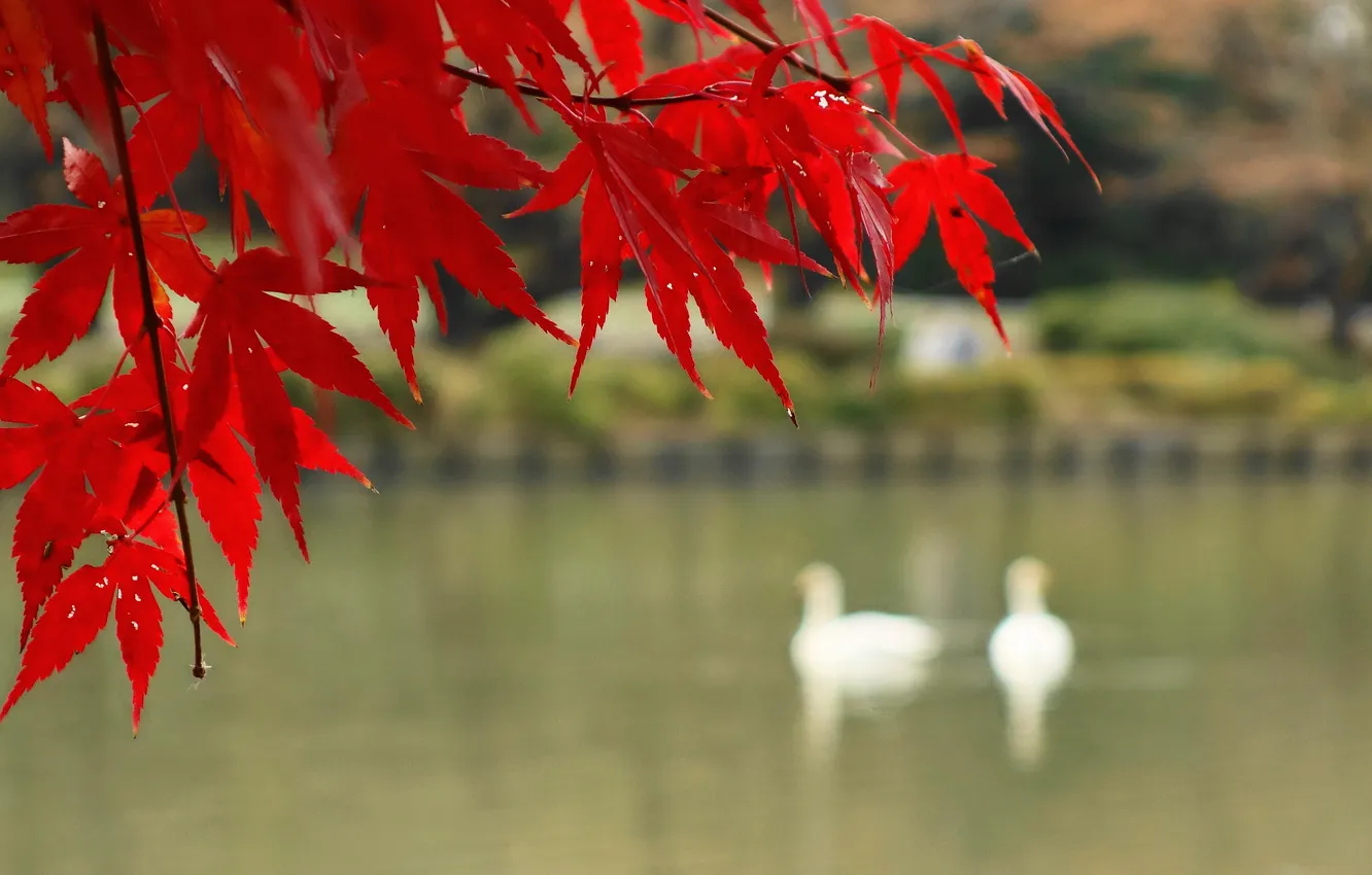 Photo wallpaper autumn, leaves, birds, lake, branch, maple, the crimson
