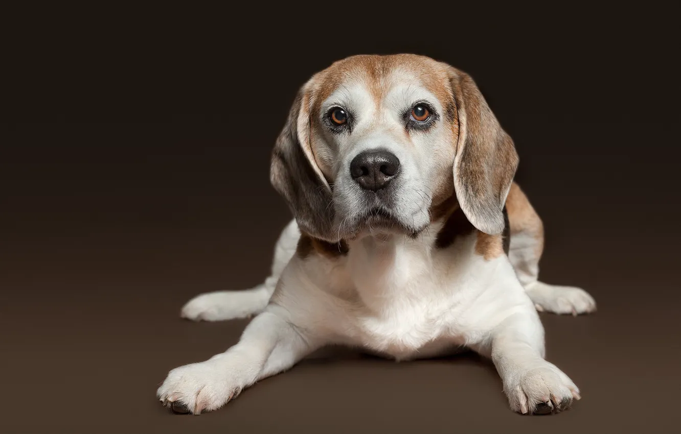 Photo wallpaper look, background, portrait, dog, puppy, Beagle