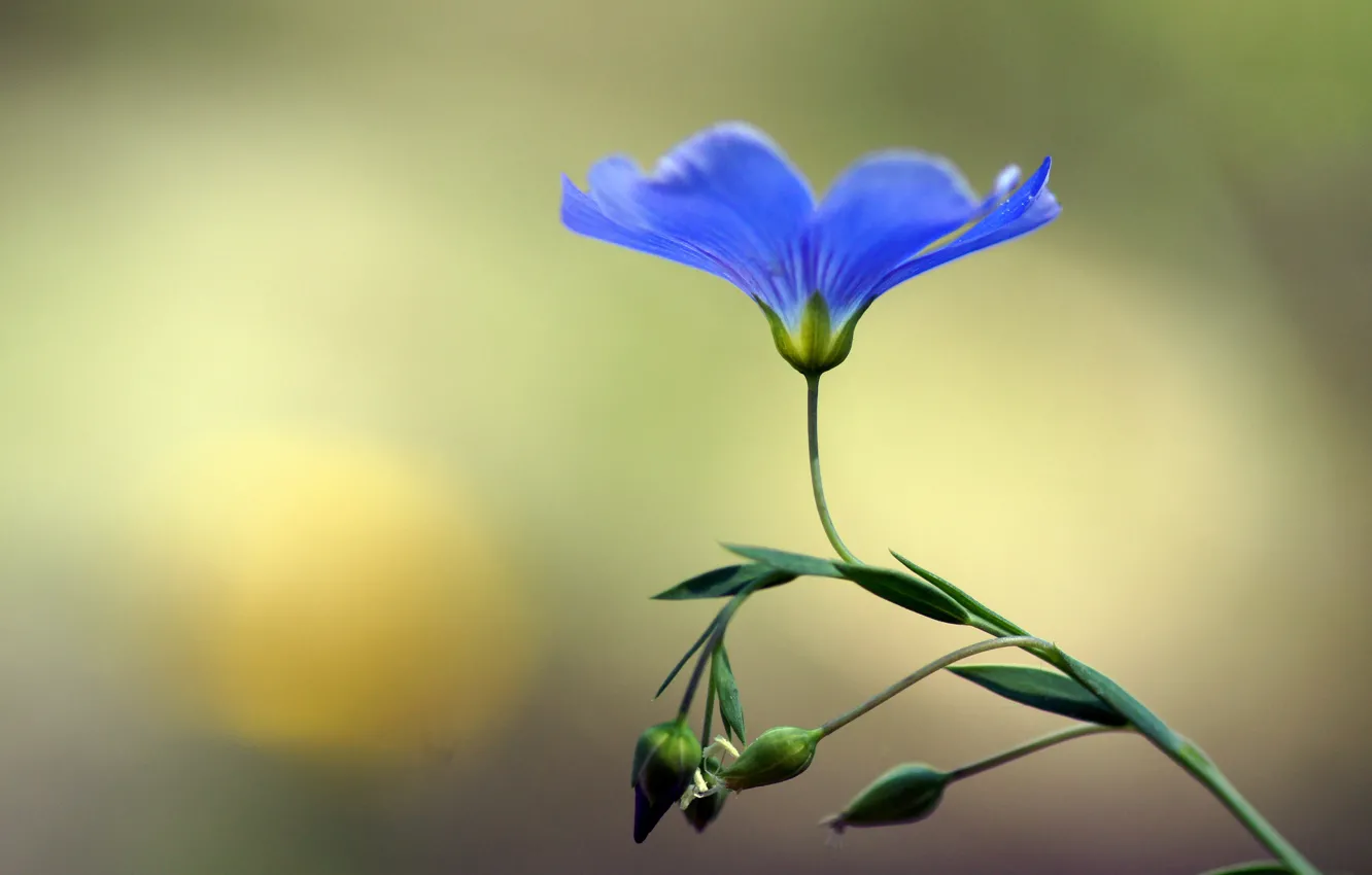 Photo wallpaper flower, blue, len, buds