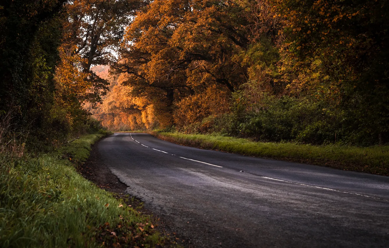 Wallpaper road, autumn, forest for mobile and desktop, section природа