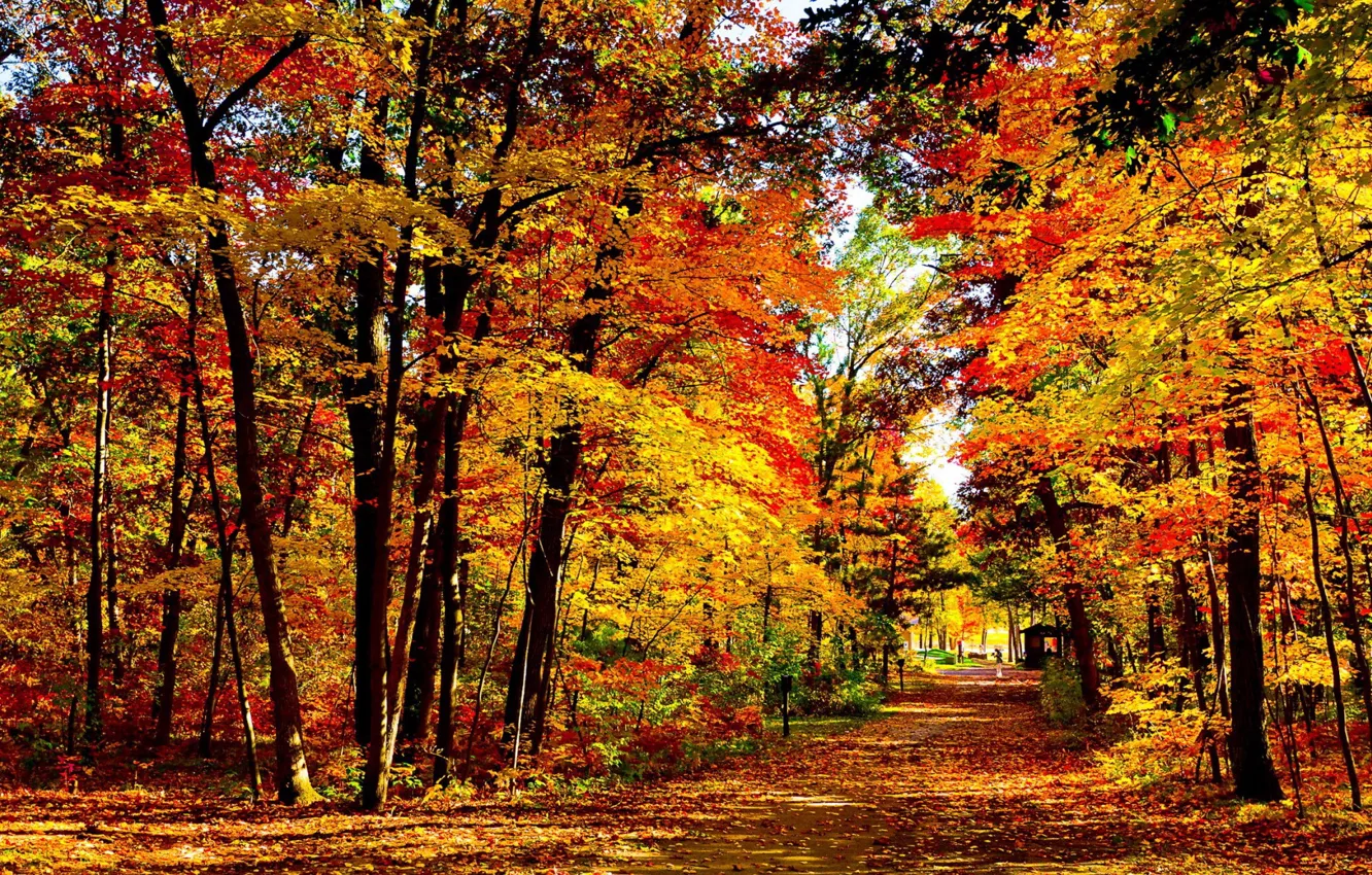 Photo wallpaper autumn, Park, track, falling leaves