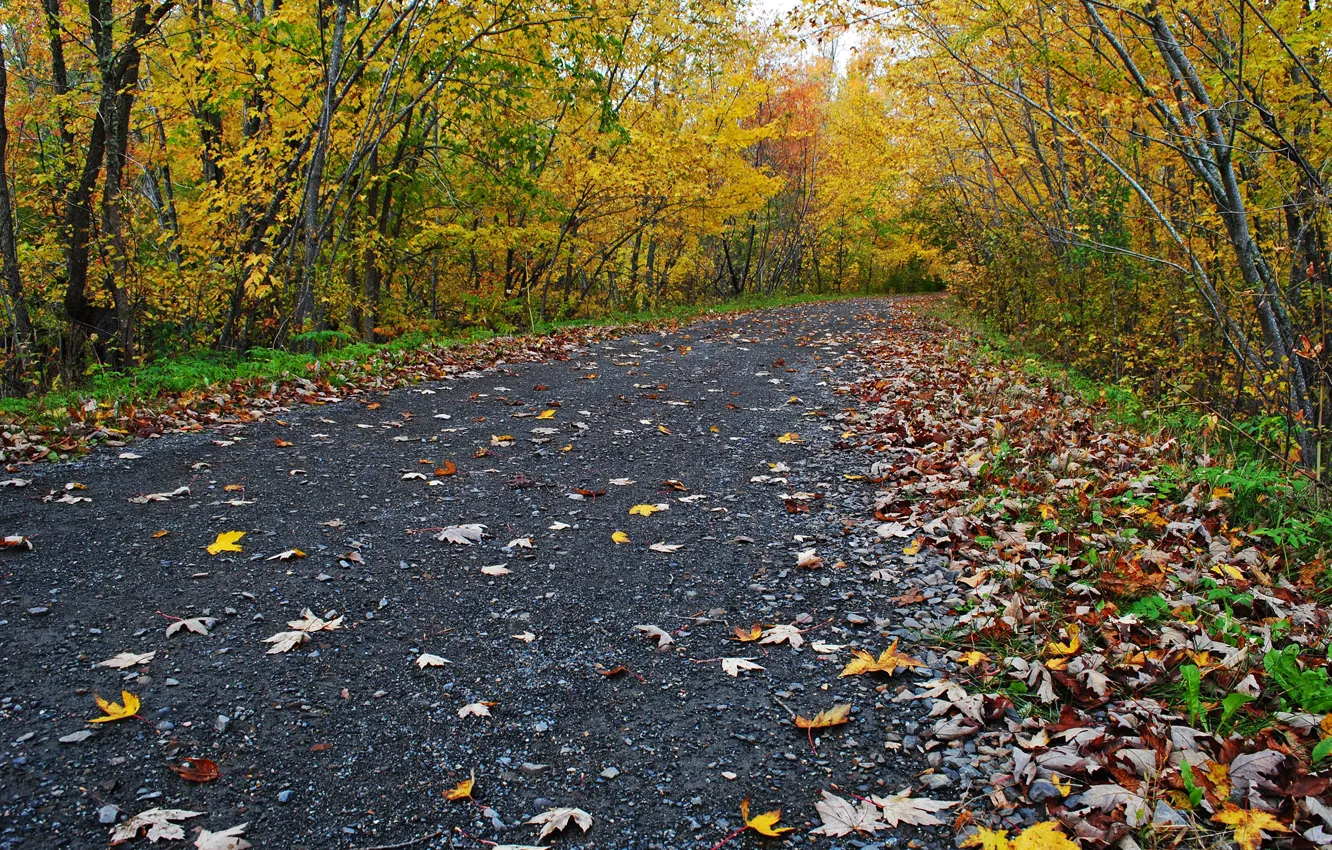 Photo wallpaper Fall, Autumn, Road