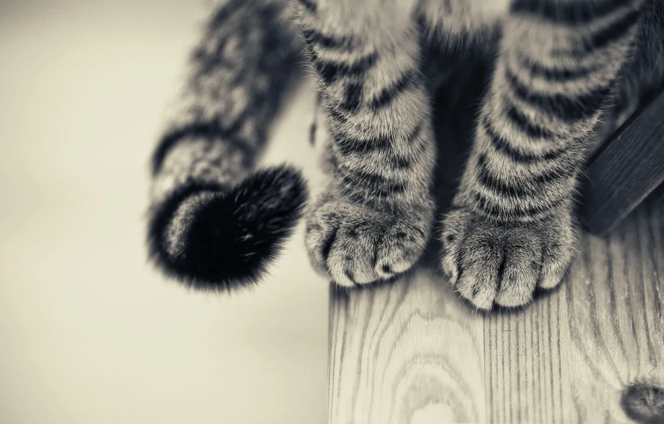 Photo wallpaper paws, Cat, black and white, smoky