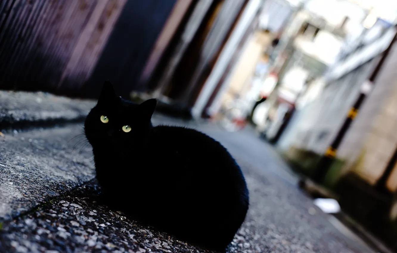 Photo wallpaper eyes, cat, street, black
