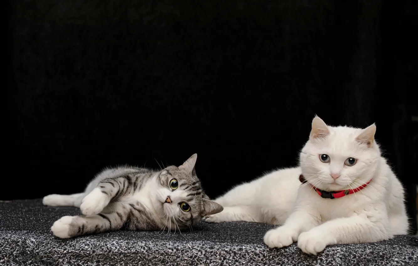 Photo wallpaper cat, white, cat, look, pose, pair, lies, collar