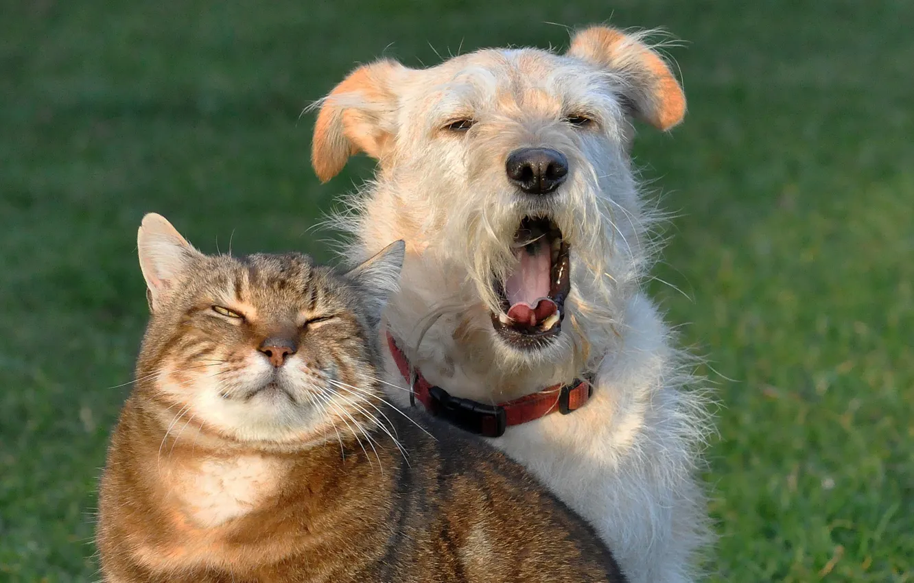 Photo wallpaper cat, cat, dog, friends