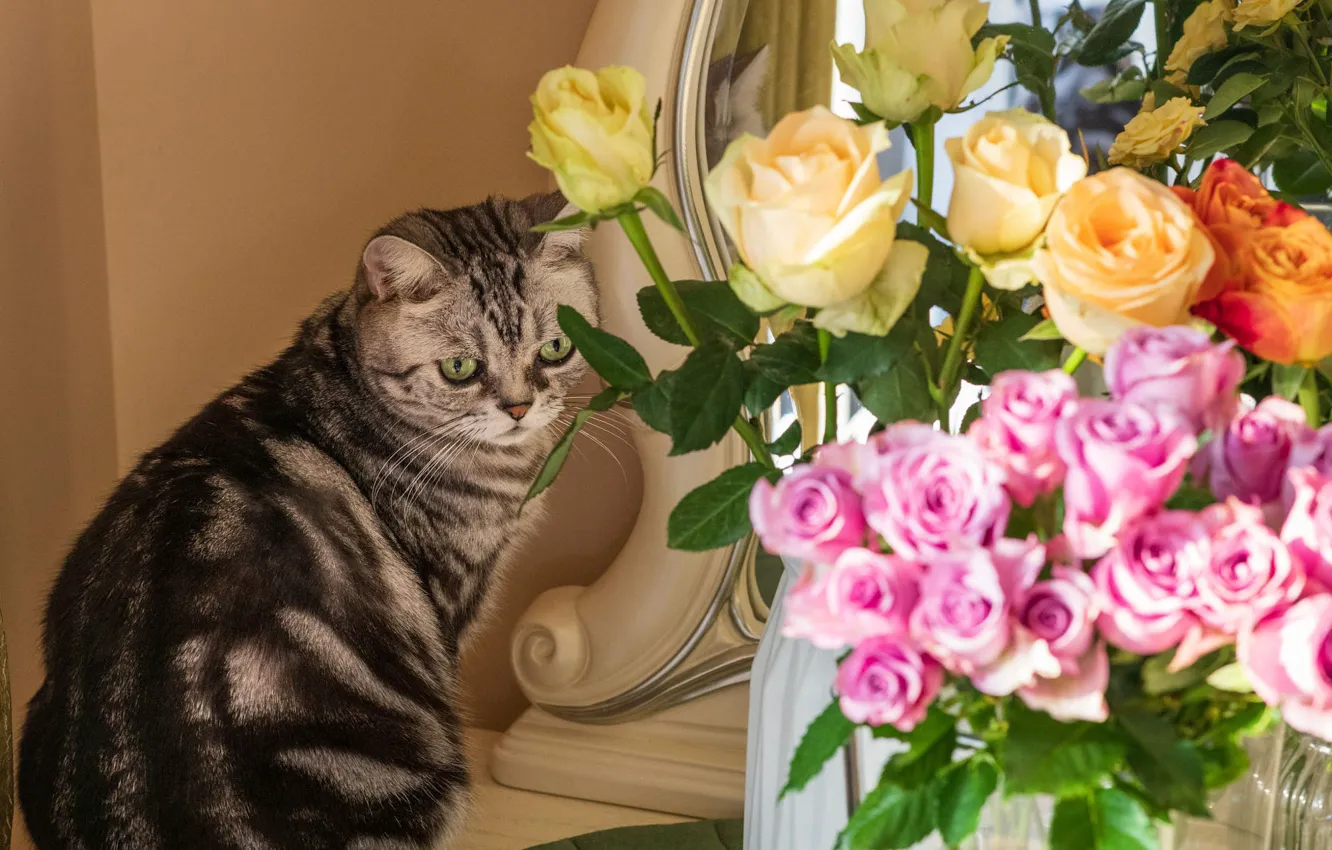 Photo wallpaper cat, cat, flowers, yellow, grey, roses, bouquet, mirror