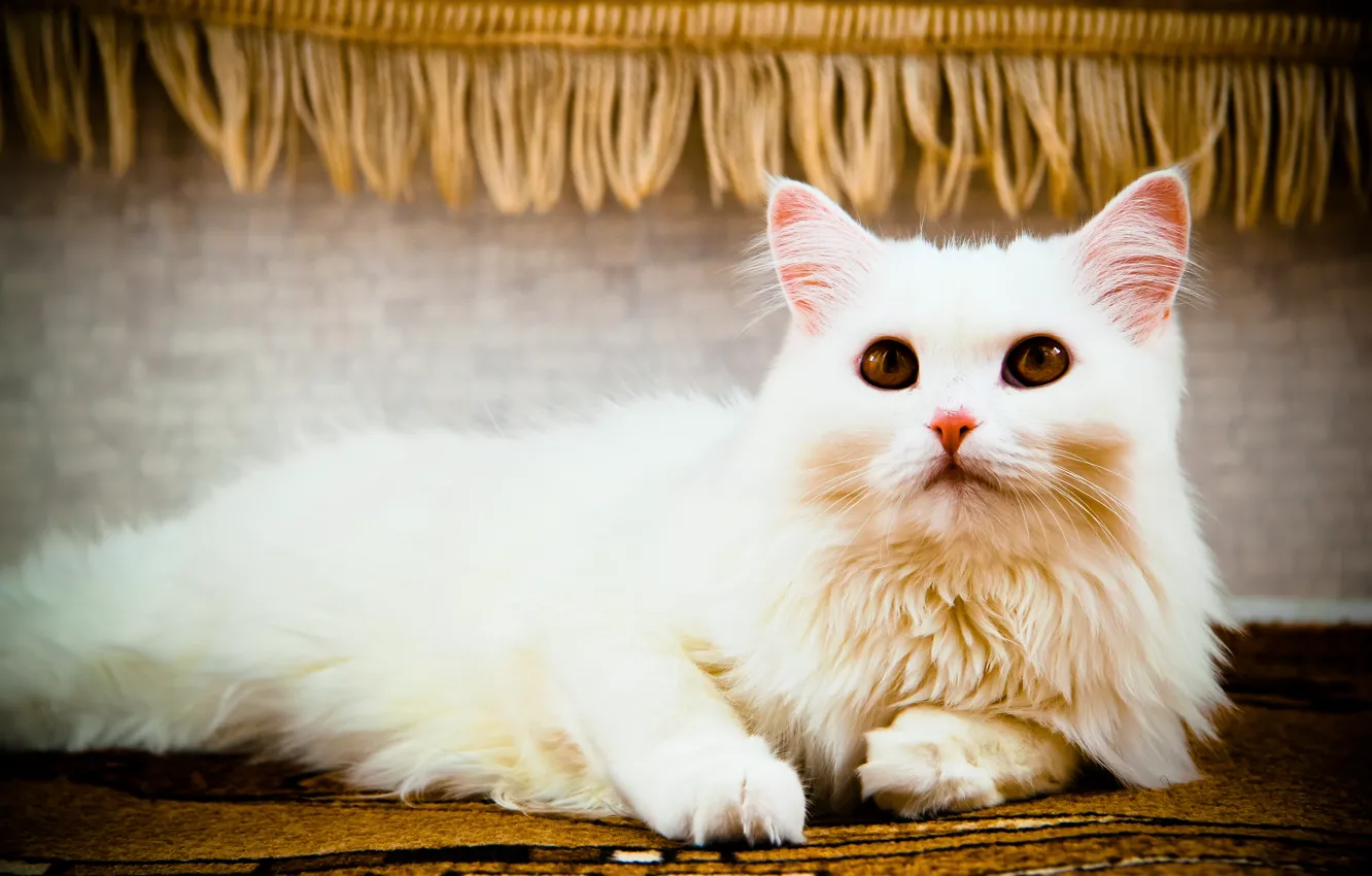 Photo wallpaper cat, white, eyes, cat, look, cats, lies