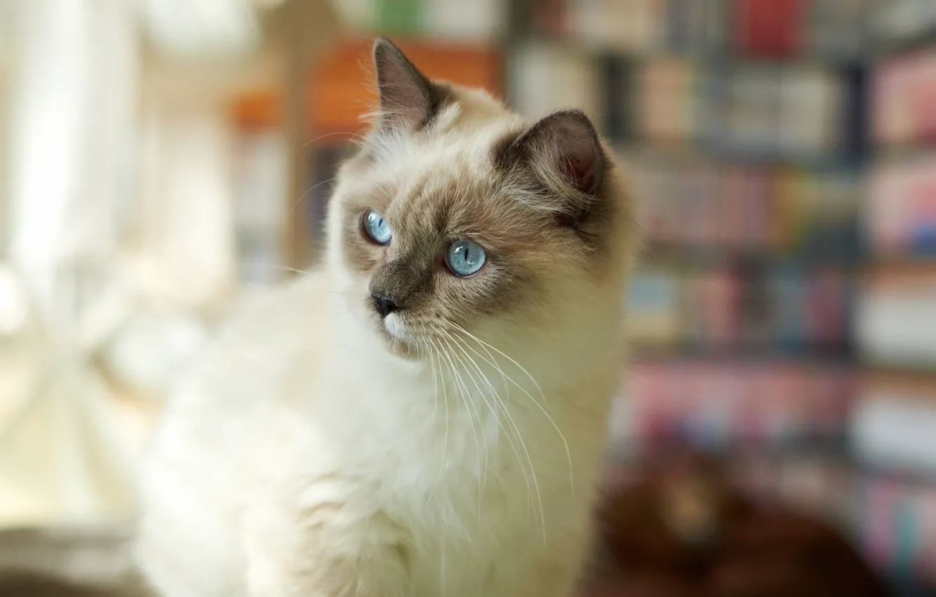 Photo wallpaper eyes, blue, kitty