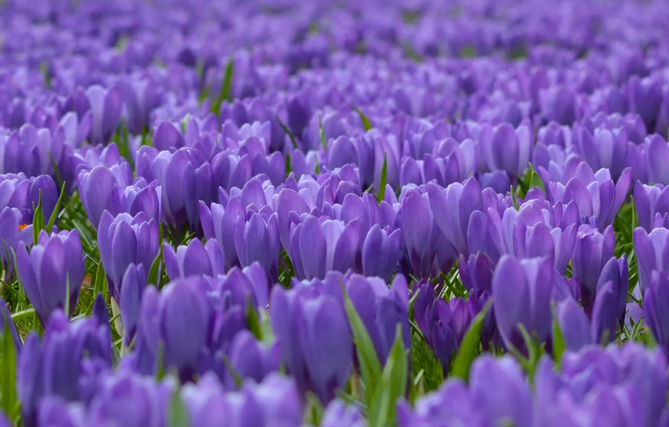 Photo wallpaper carpet, crocuses, a lot, saffron