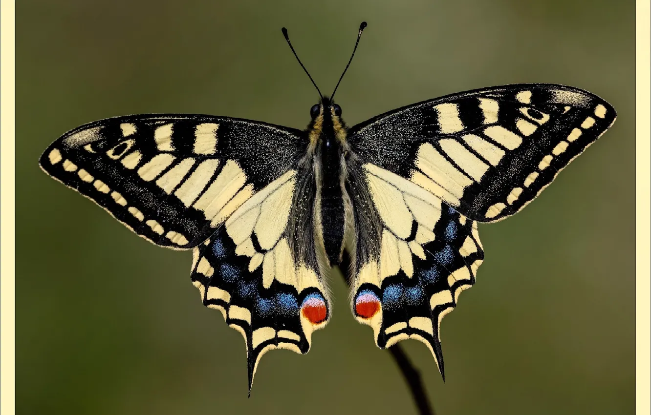 Photo wallpaper macro, butterfly, picture, macro, picture, Batterfly, for printing, for print