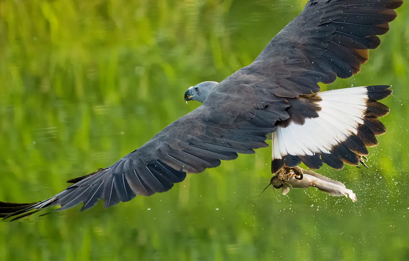 Photo wallpaper river, trees, mountains, mountain, rocks