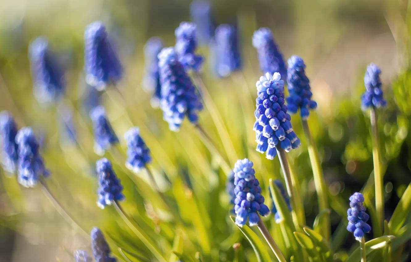 Photo wallpaper macro, blur, nature, Muscari, blue flowers