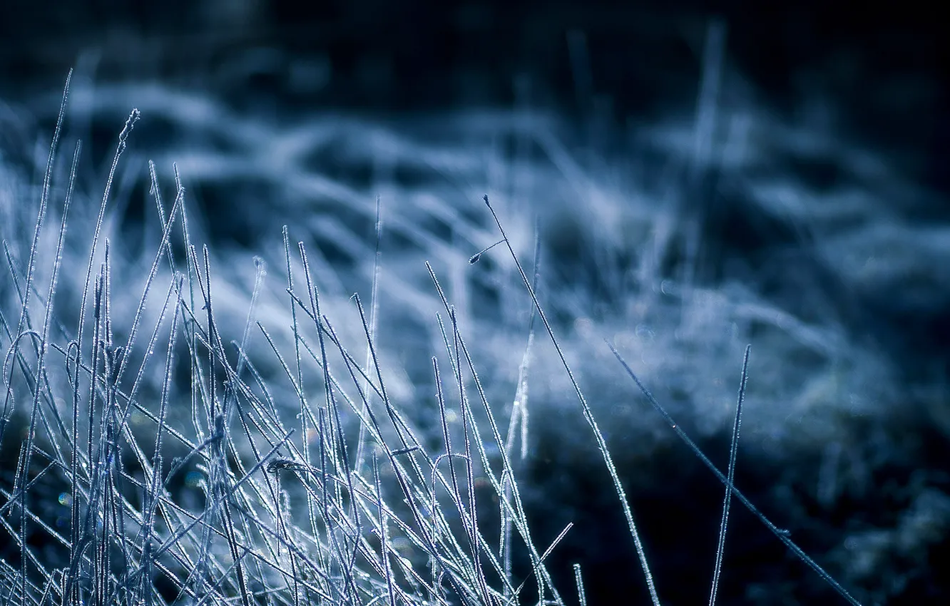 Photo wallpaper cold, frost, grass, night, dry