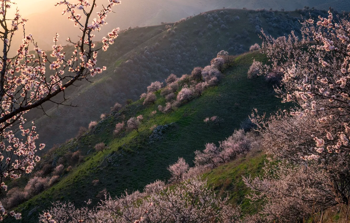 Photo wallpaper light, trees, flowers, mountains, branches, cherry, hills, the slopes