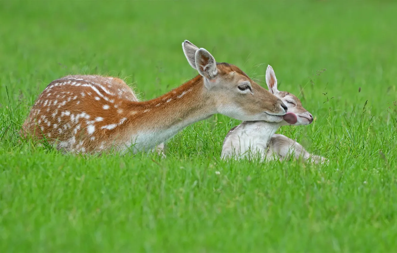 Photo wallpaper summer, nature, deer