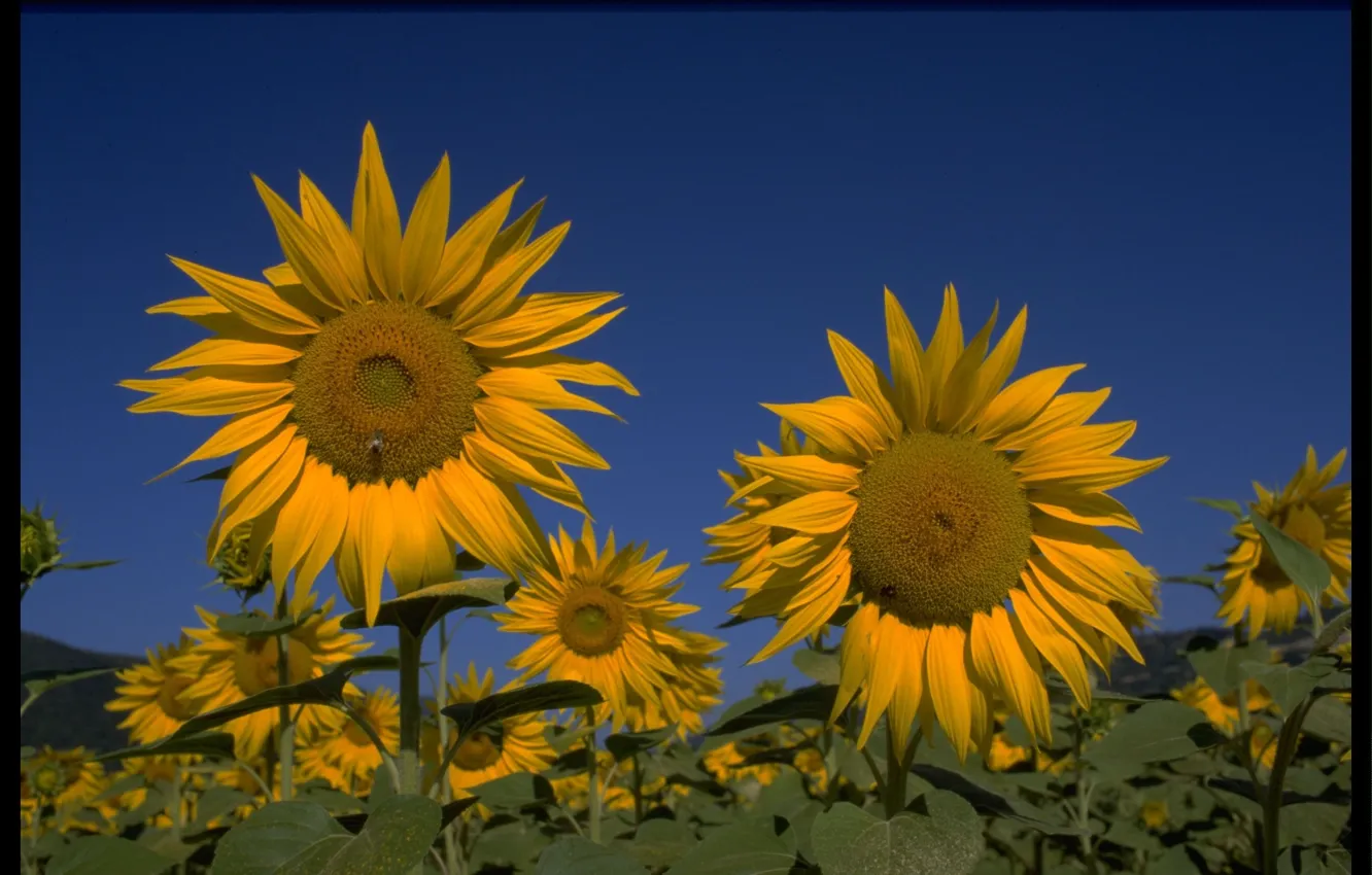 Photo wallpaper field, the sky, sunflowers