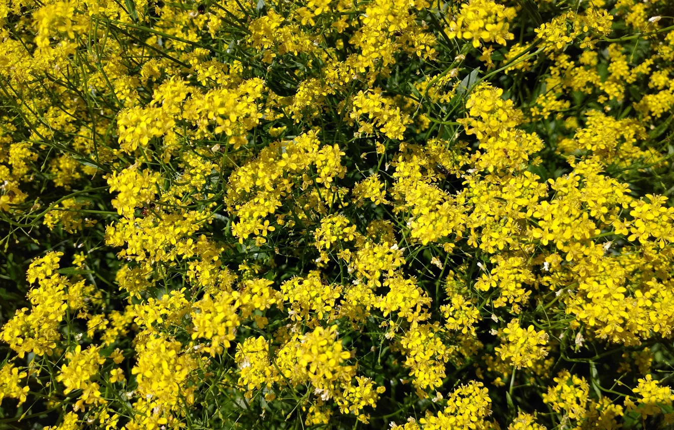 Photo wallpaper macro, flowers, yellow, texture, field, Mamala ©