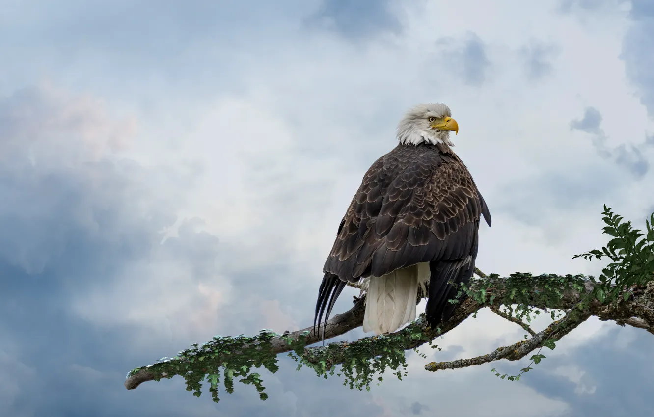 Photo wallpaper the sky, branches, nature, treatment, bald eagle