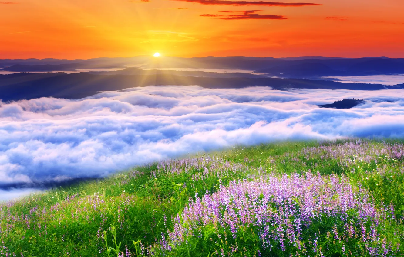 Photo wallpaper the sun, clouds, landscape, flowers, nature, weed