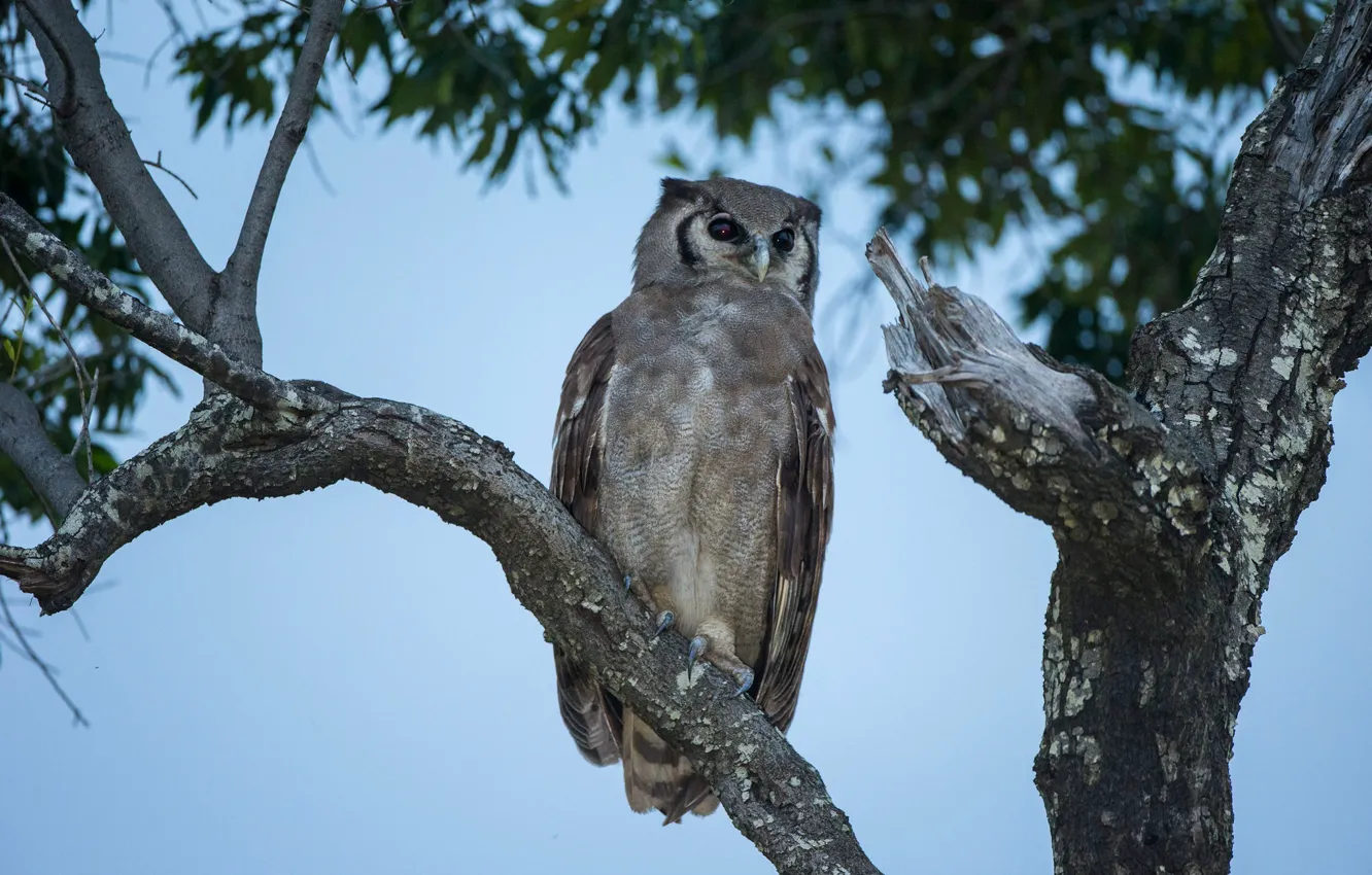 Photo wallpaper trees, branches, owl, bird, foliage, twilight, blue background