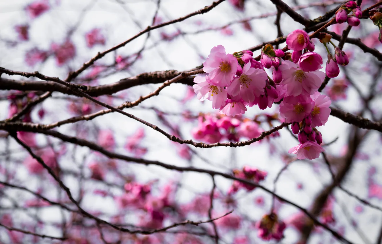 Photo wallpaper nature, pink, park, flowers, tree, spring, weekend, bloom