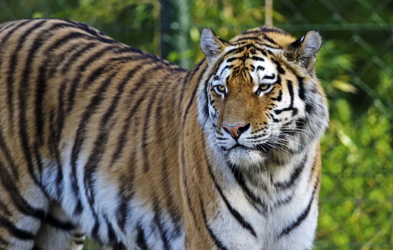 Photo wallpaper cat, look, tiger, Amur