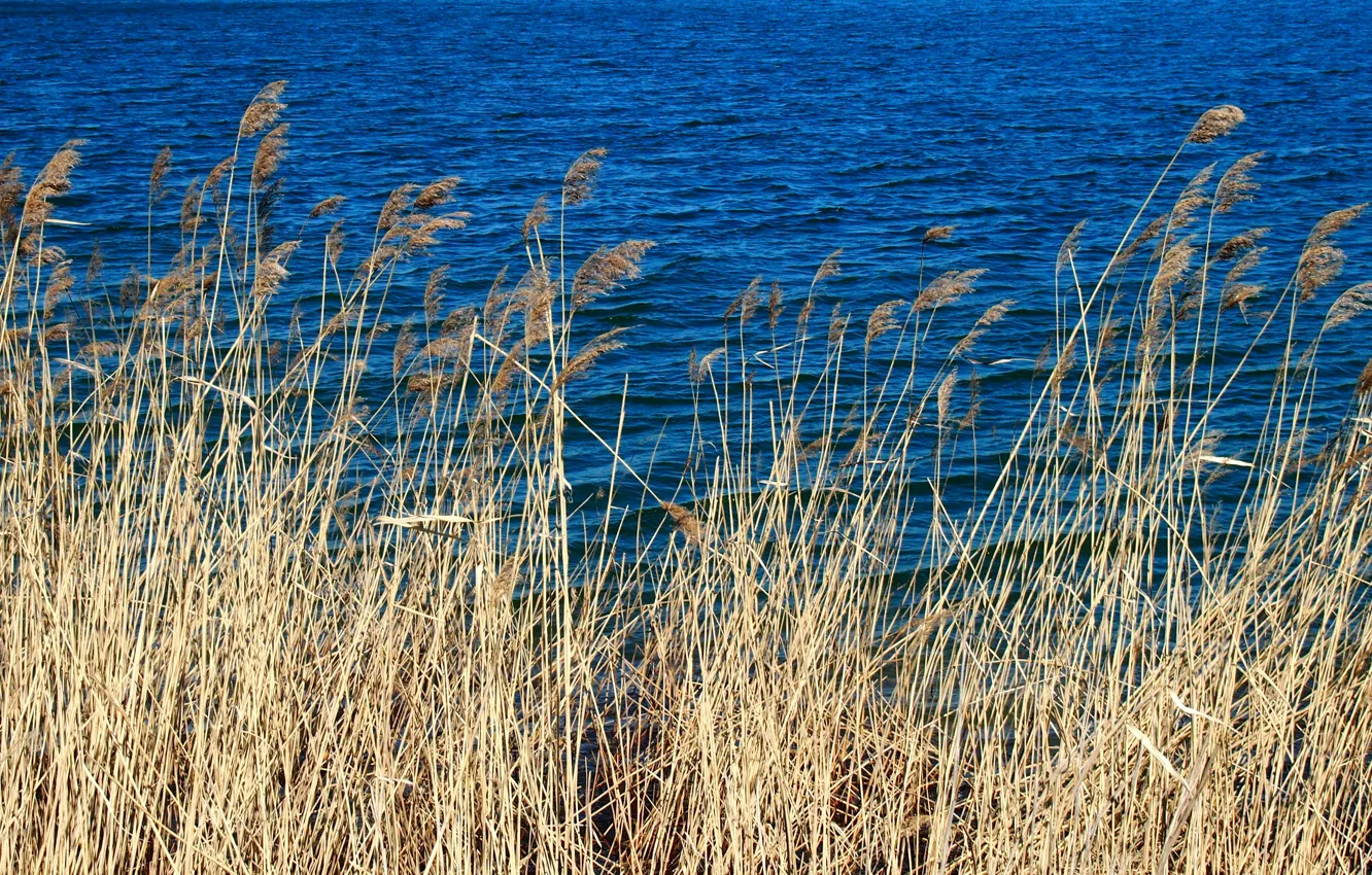 Photo wallpaper Water, Grass, Blue, Dry