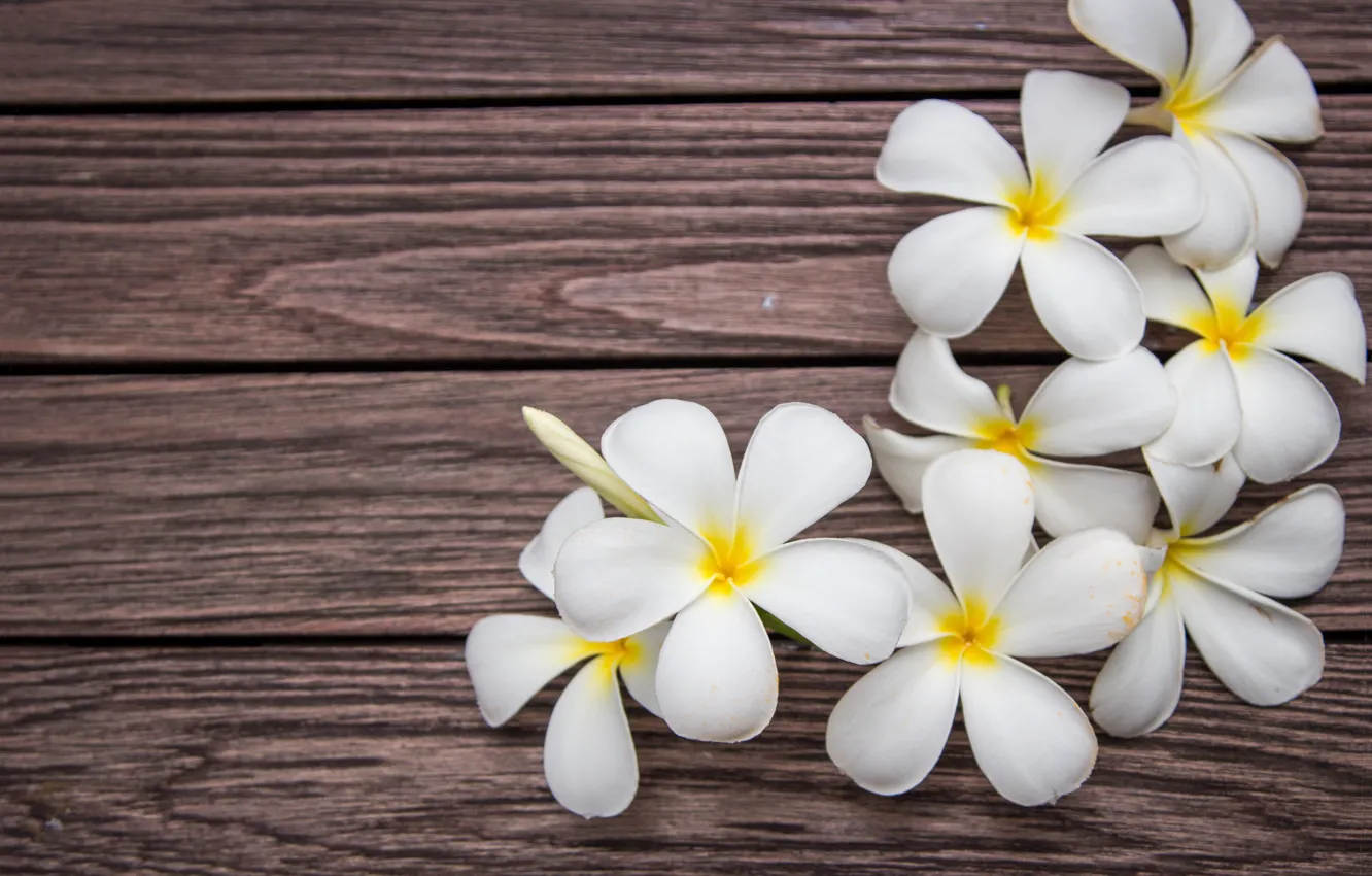 Photo wallpaper flowers, white, wood, flowers, plumeria, plumeria