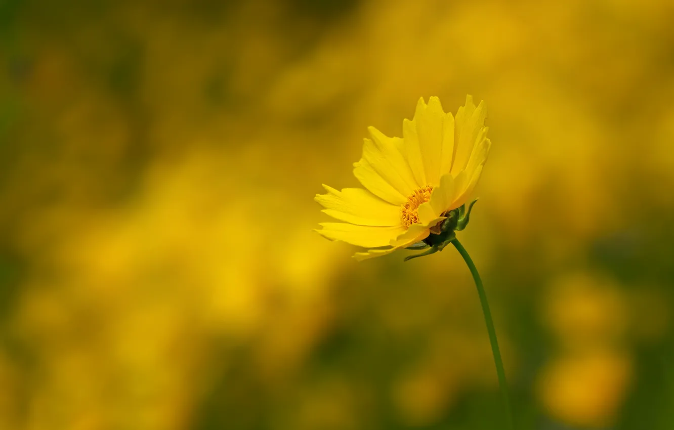Photo wallpaper stem, bokeh, bokeh, stalk, Yellow flower, Yellow flower