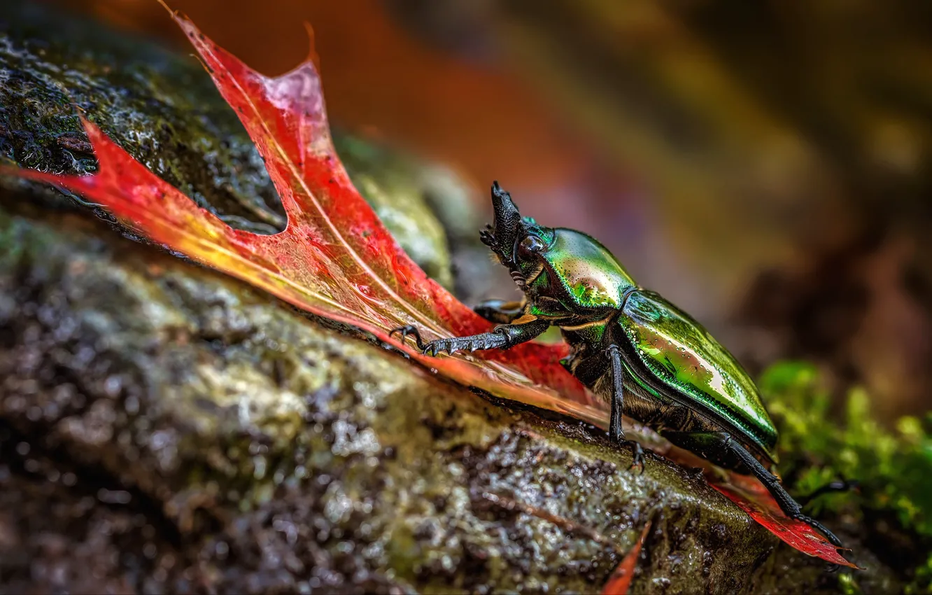 Photo wallpaper macro, nature, green, stones, background, leaf, beetle, insect