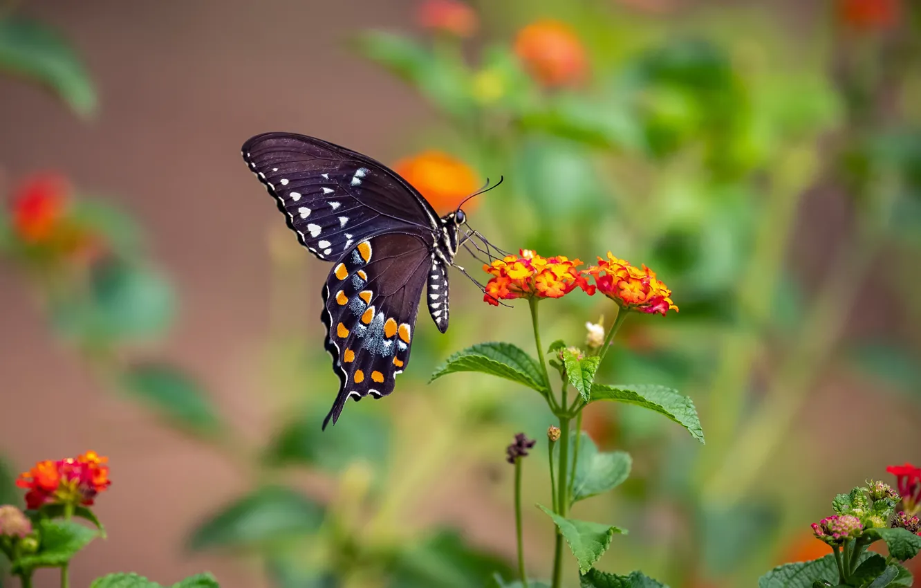 Photo wallpaper flowers, nature, butterfly, wings