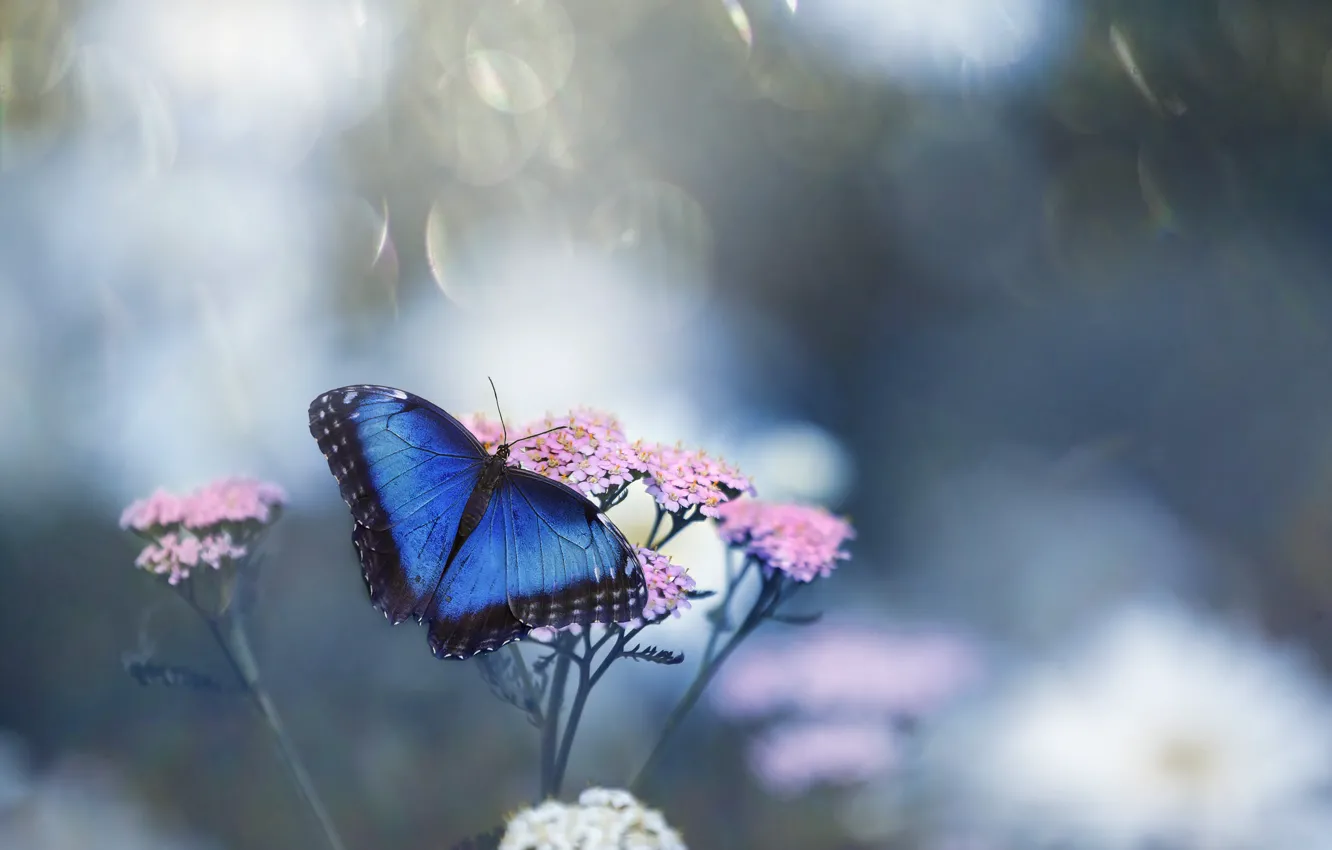 Photo wallpaper macro, flowers, photo, butterfly