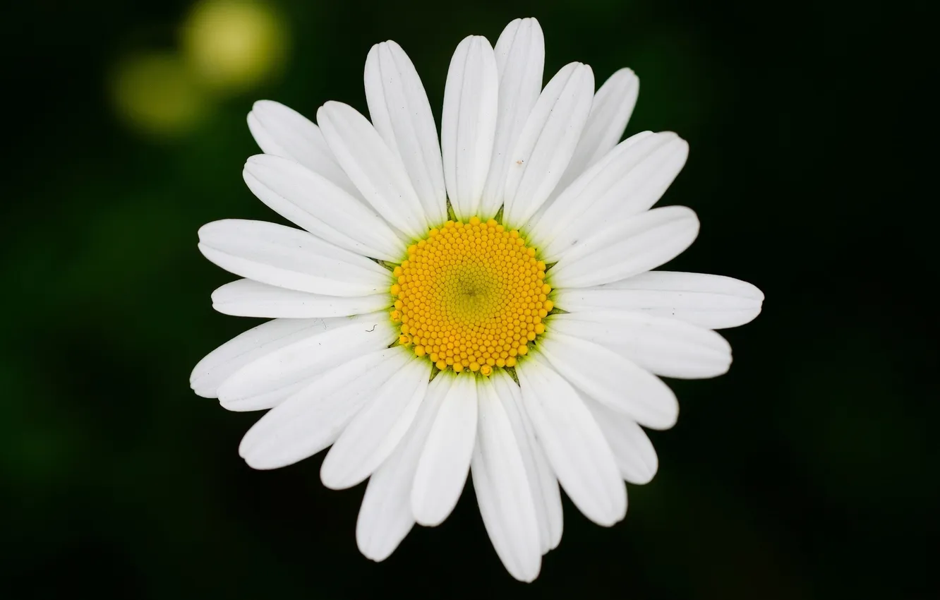 Photo wallpaper flowers, background, Wallpaper, chamomile, blur, wallpaper, flowers, flower