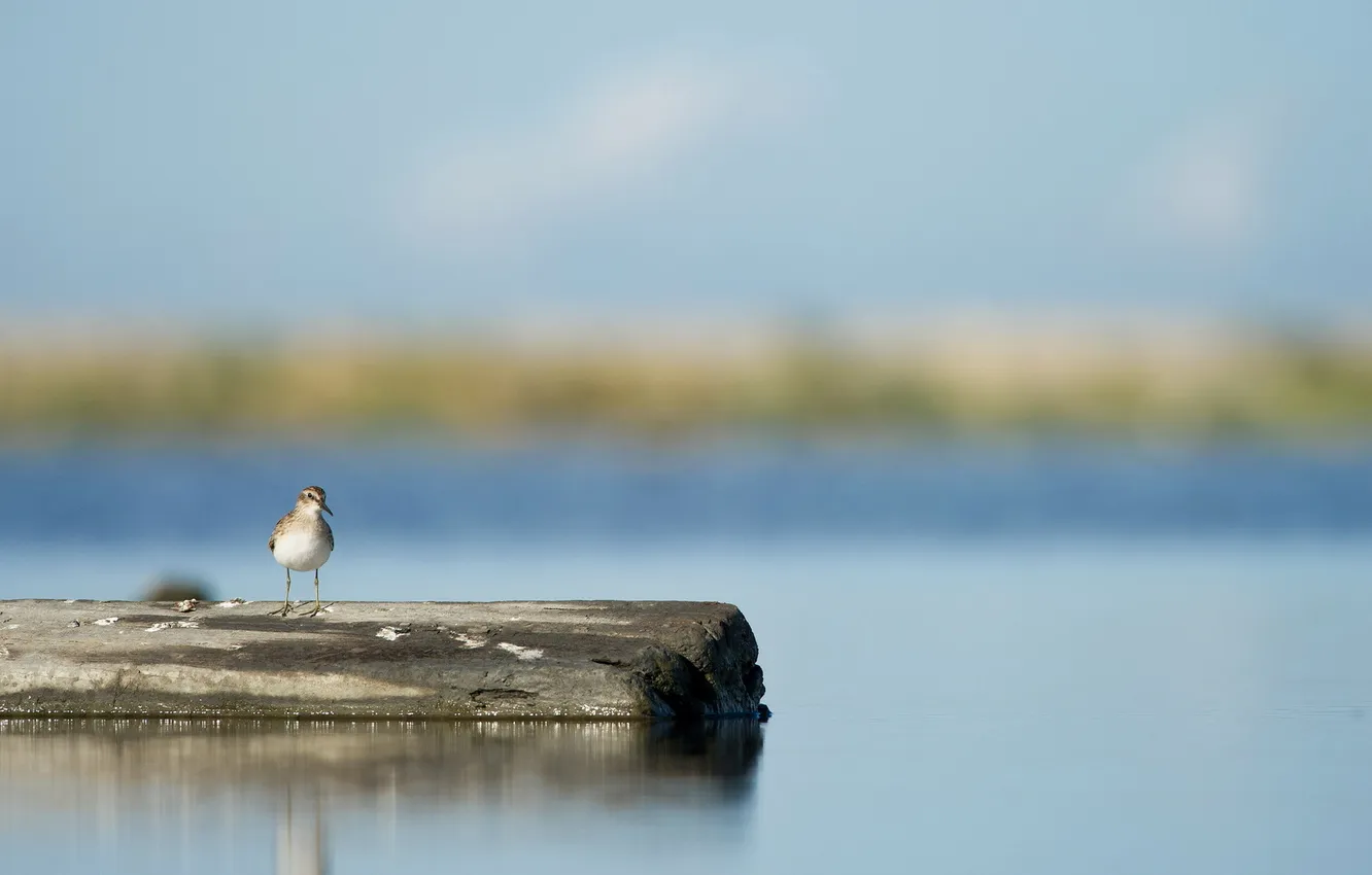 Photo wallpaper nature, lake, bird