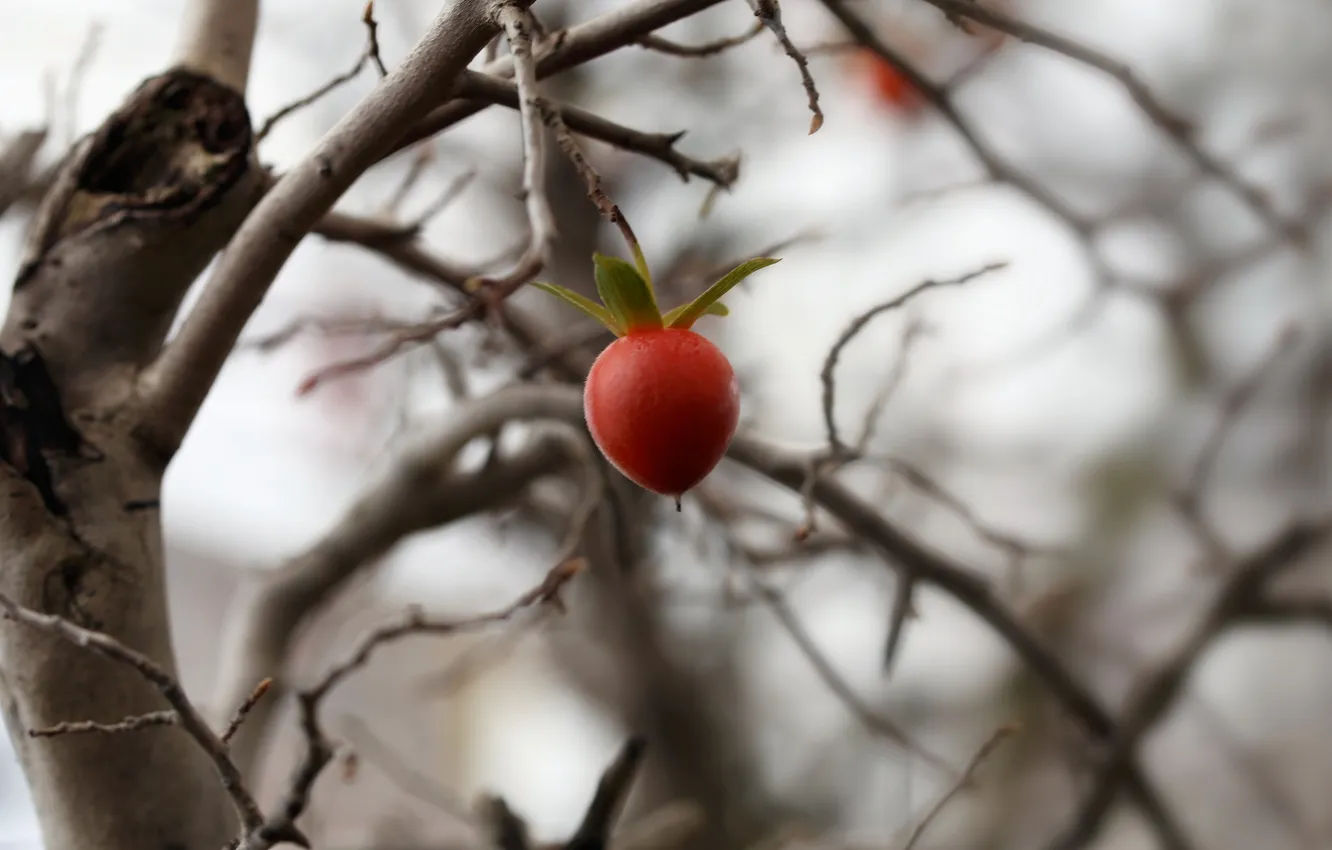 Photo wallpaper little, small, persimmon