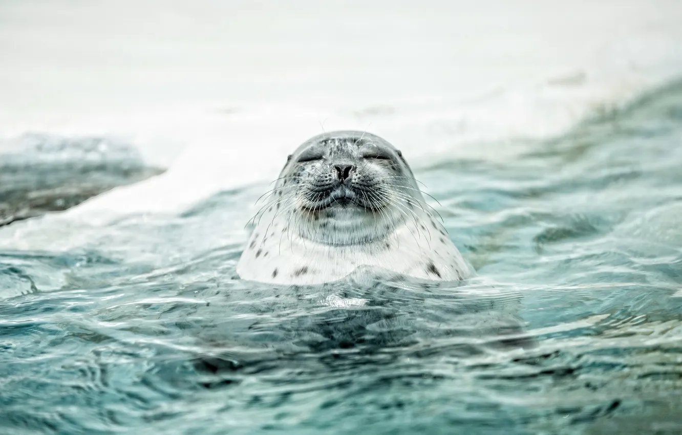 Photo wallpaper water, nature, spotted seal