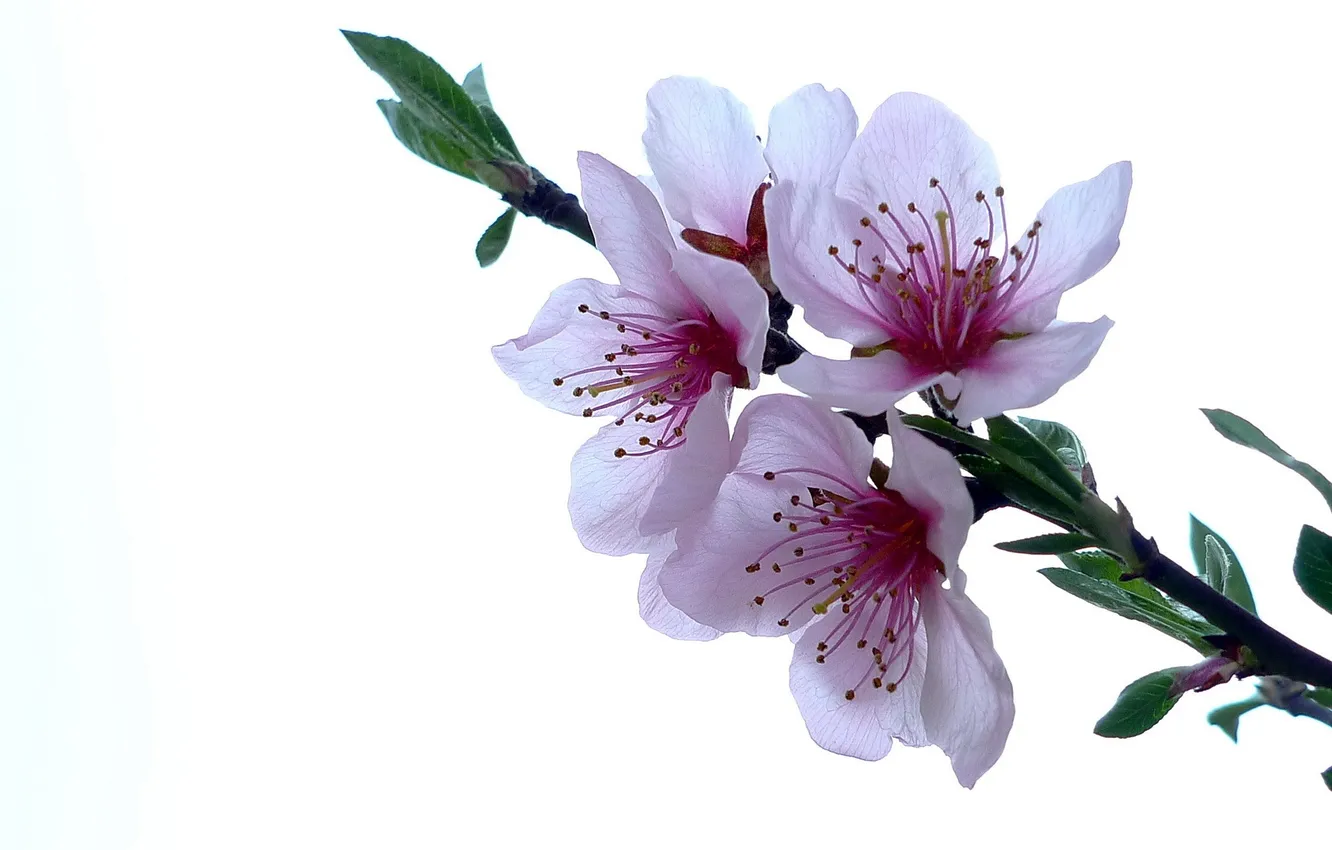 Photo wallpaper flowers, spring, white background, peaches