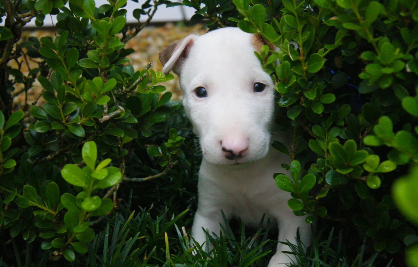 Photo wallpaper green, love, white, dog, baby, bull, terrier