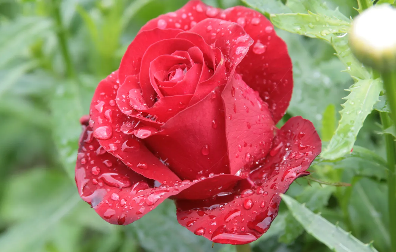 Photo wallpaper drops, flowers, red, nature, Rosa, roses, morning