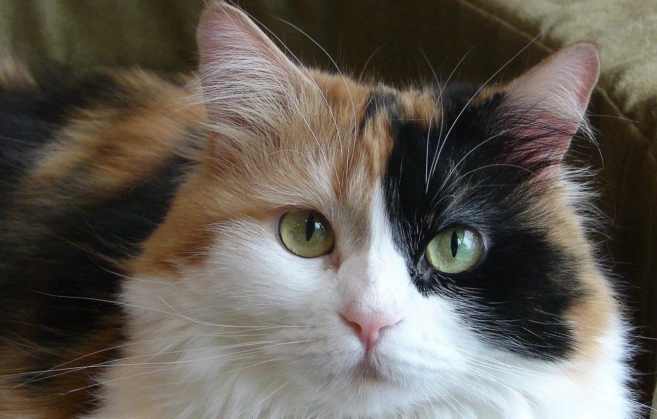 Photo wallpaper cat, pussy, bogatka