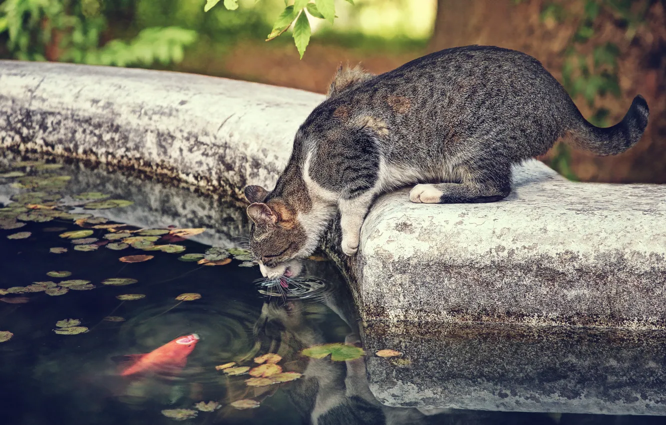 Photo wallpaper cat, cat, thirst, the situation, fish