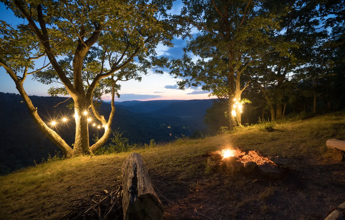 Photo wallpaper forest, trees, lights